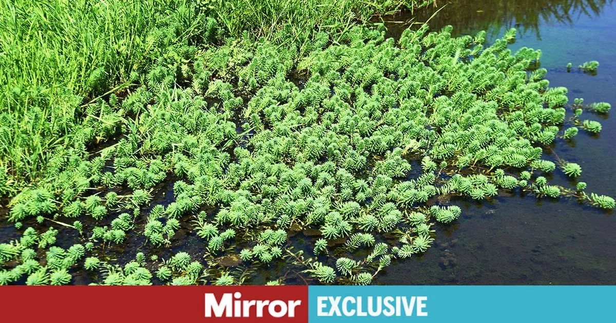 Warning as popular plant banned from sale with gardeners urged to 'bin it'