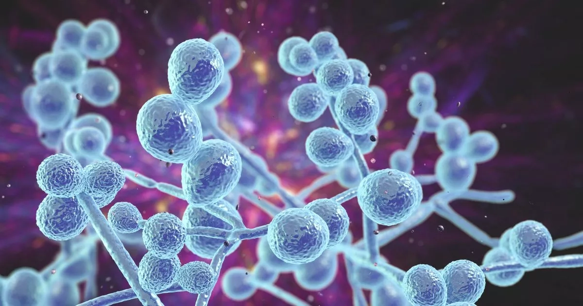Killer fungus warning as pathogen dubbed 'threat to humanity' spreading in UK