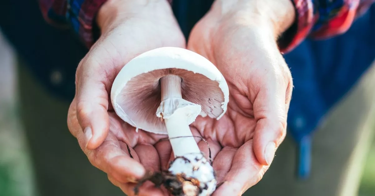 Creeping effects of death cap mushrooms as murder trial continues