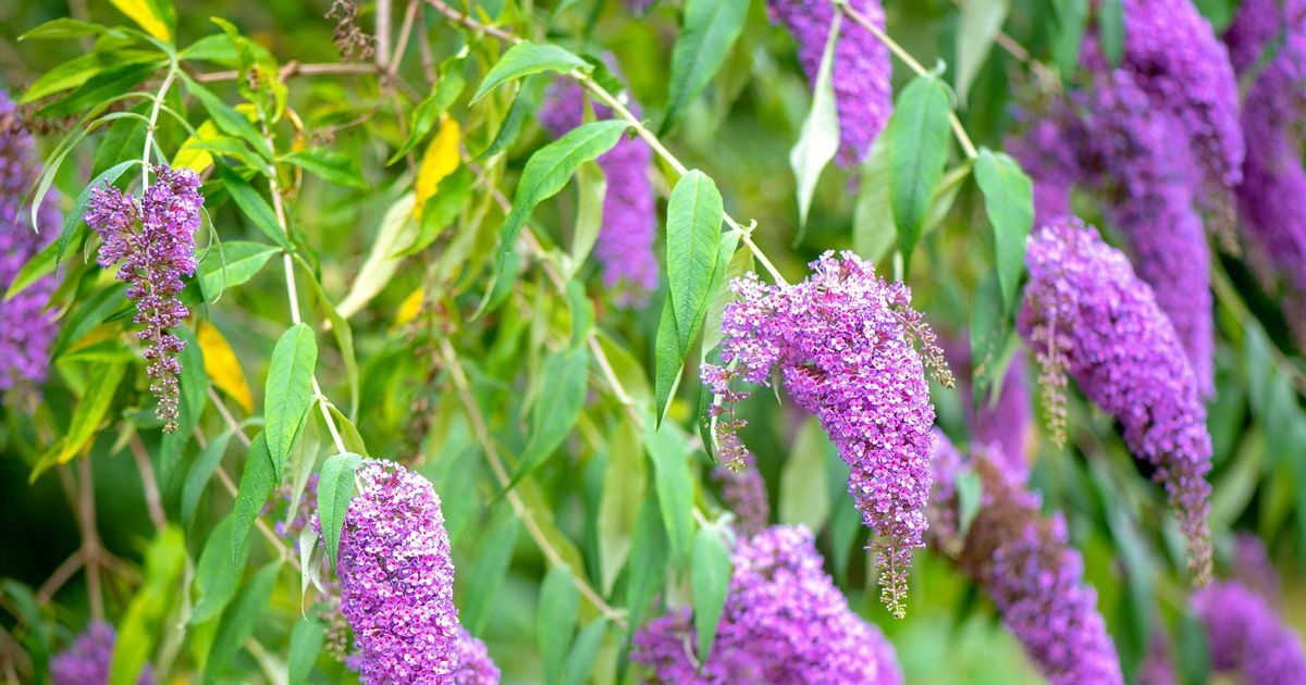 Gardeners warned about destructive plant 'as bad as knotweed'