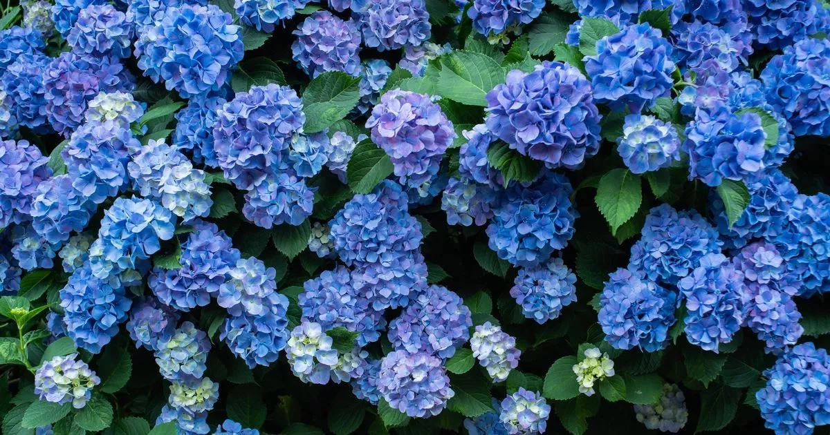 Hydrangeas will 'grow like crazy' and be 'gorgeously blue' with 1 kitchen scrap