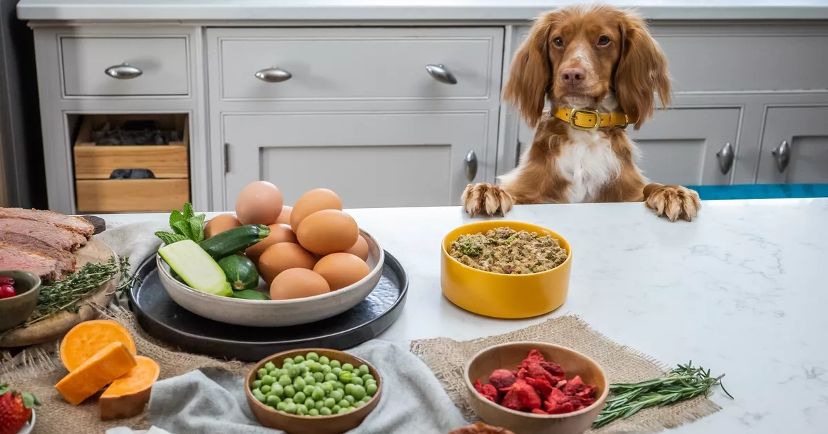 'Game-changing' 89p-a-day pet food delivery 'saved dog's life'