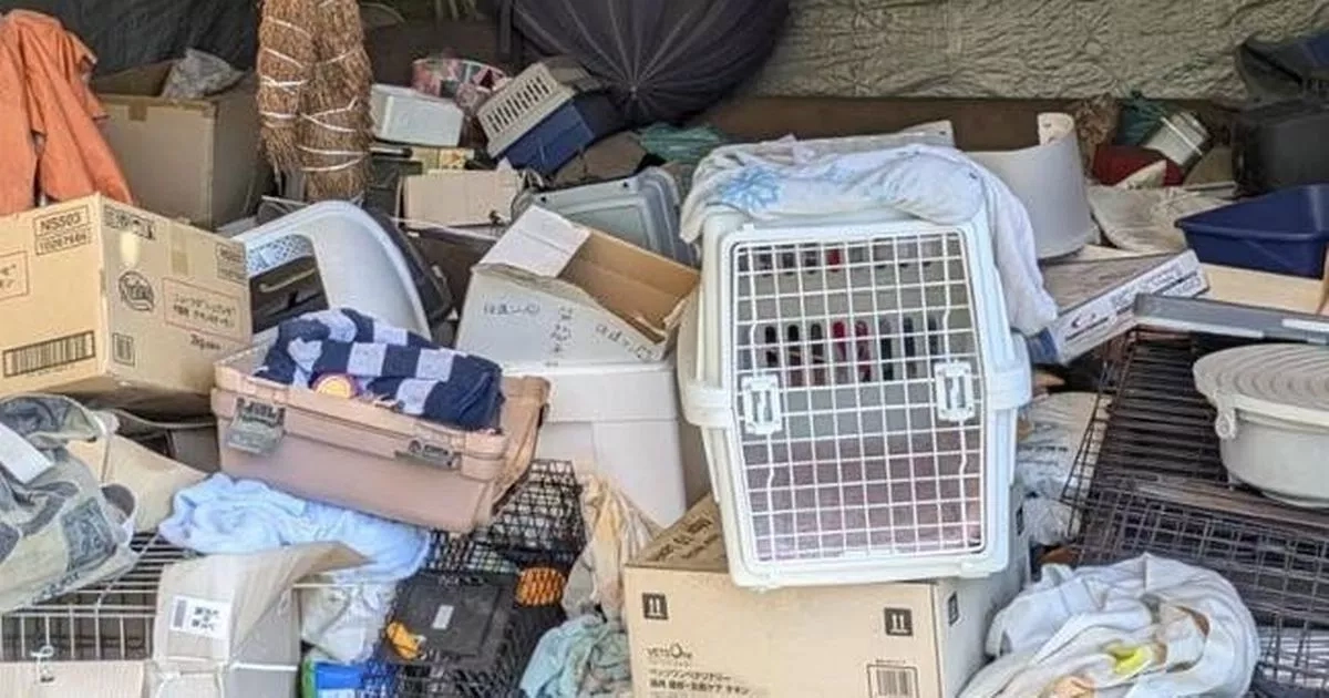 Over 100 dead cats found in faeces-riddled home after being 'stolen by hoarder'