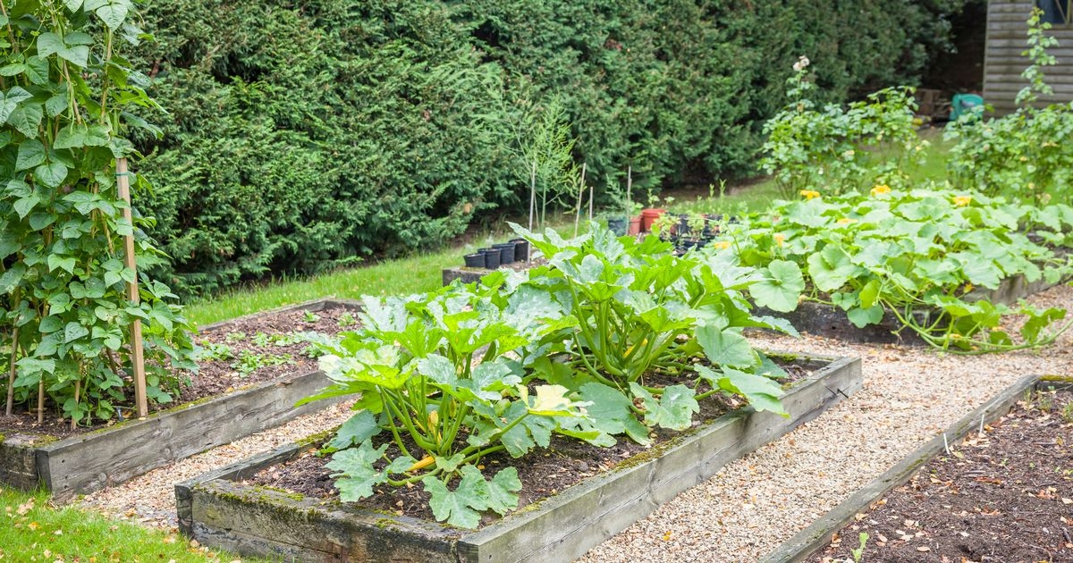 Households urged to dissolve 54p tablet in water and feed to certain plants