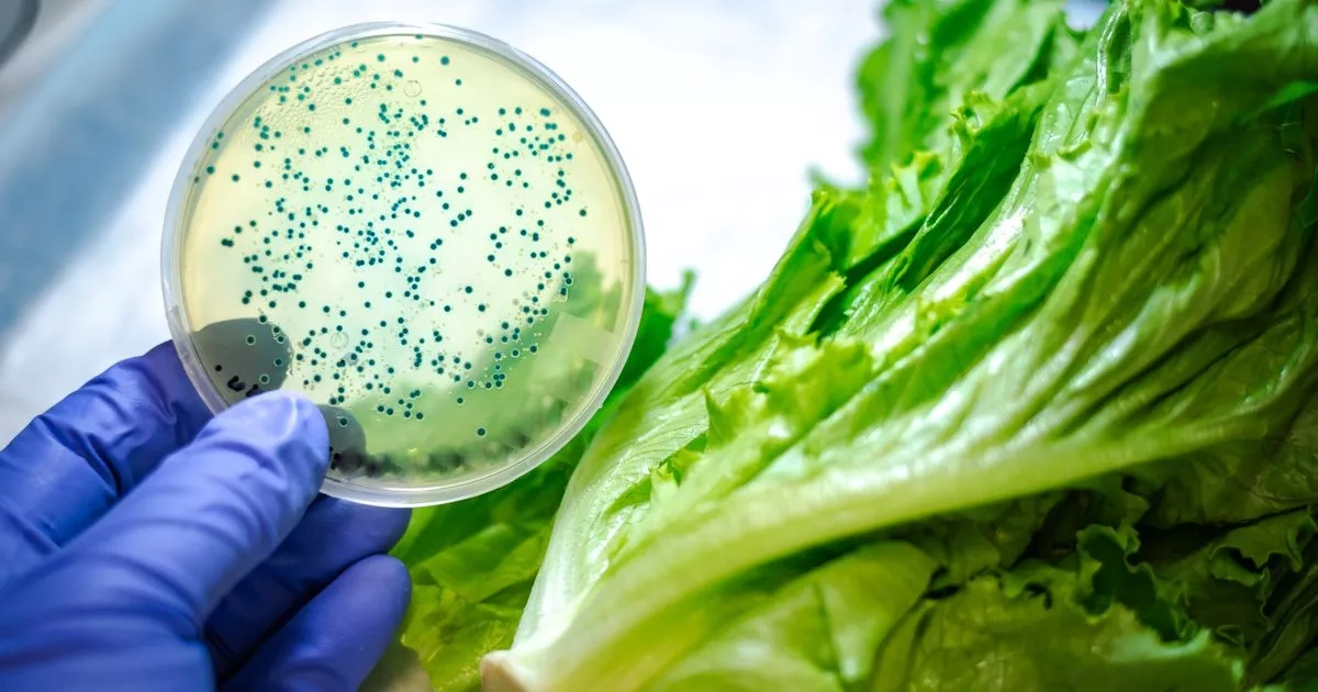Health agency issues urgent UK alert to anyone who eats salad