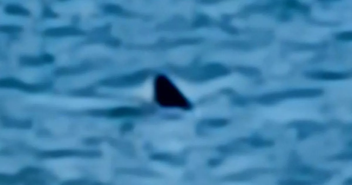 Massive shark spotted prowling waters just 30ft off UK holiday hotspot