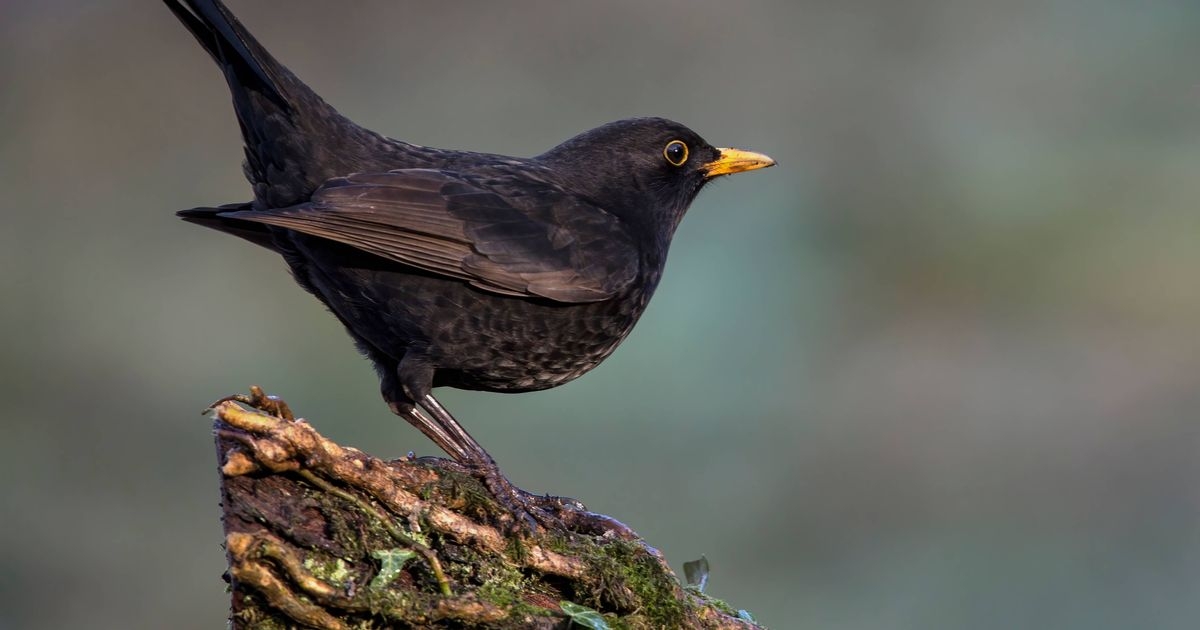 Anyone with blackbirds in their garden asked to take action