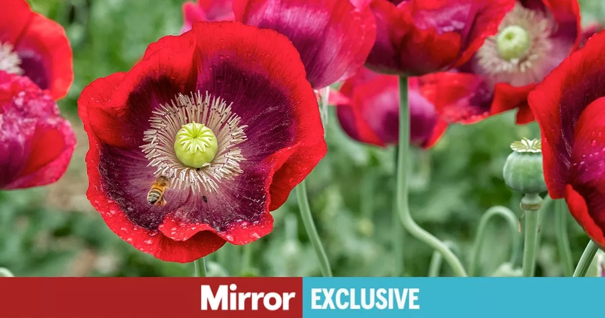 Gardeners warned to be prepared over popular plant used to make drugs