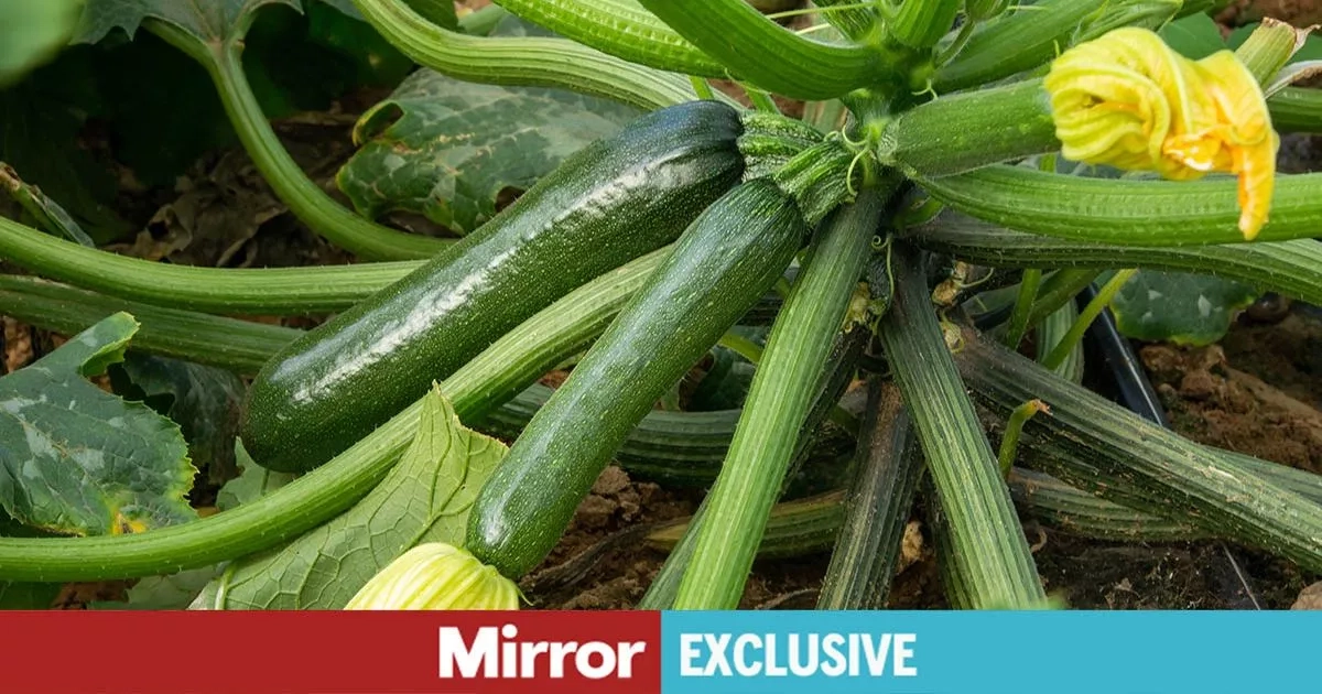 Gardeners with vegetable patch urged to do one simple thing for abundant crop