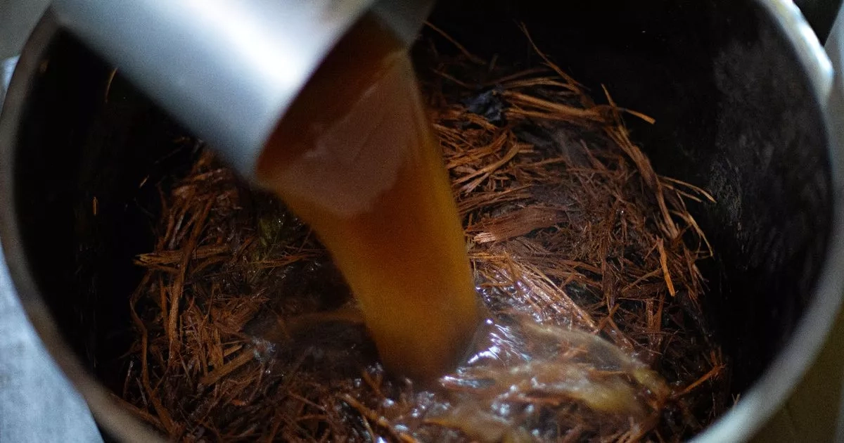 Tourist dies after drinking trance-inducing tea on spiritual rainforest retreat