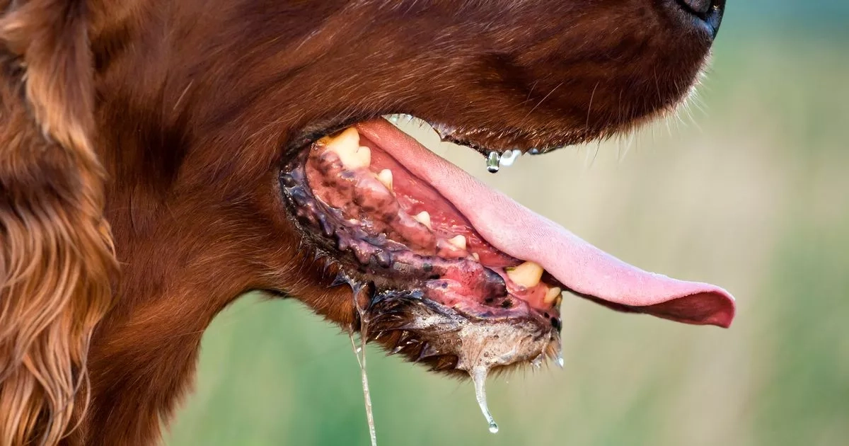 Man dies of rabies after dog bite as officials issue urgent 'stay calm' warning