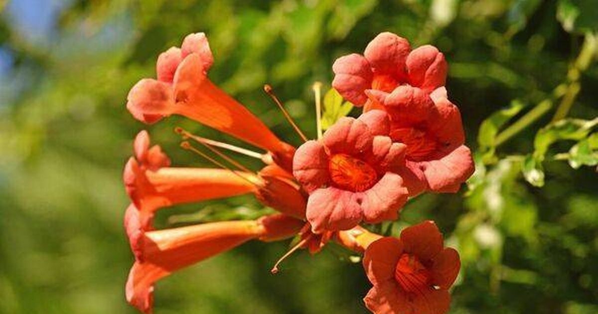 Garden fences will be covered if you use 'fast-growing' climbing plant