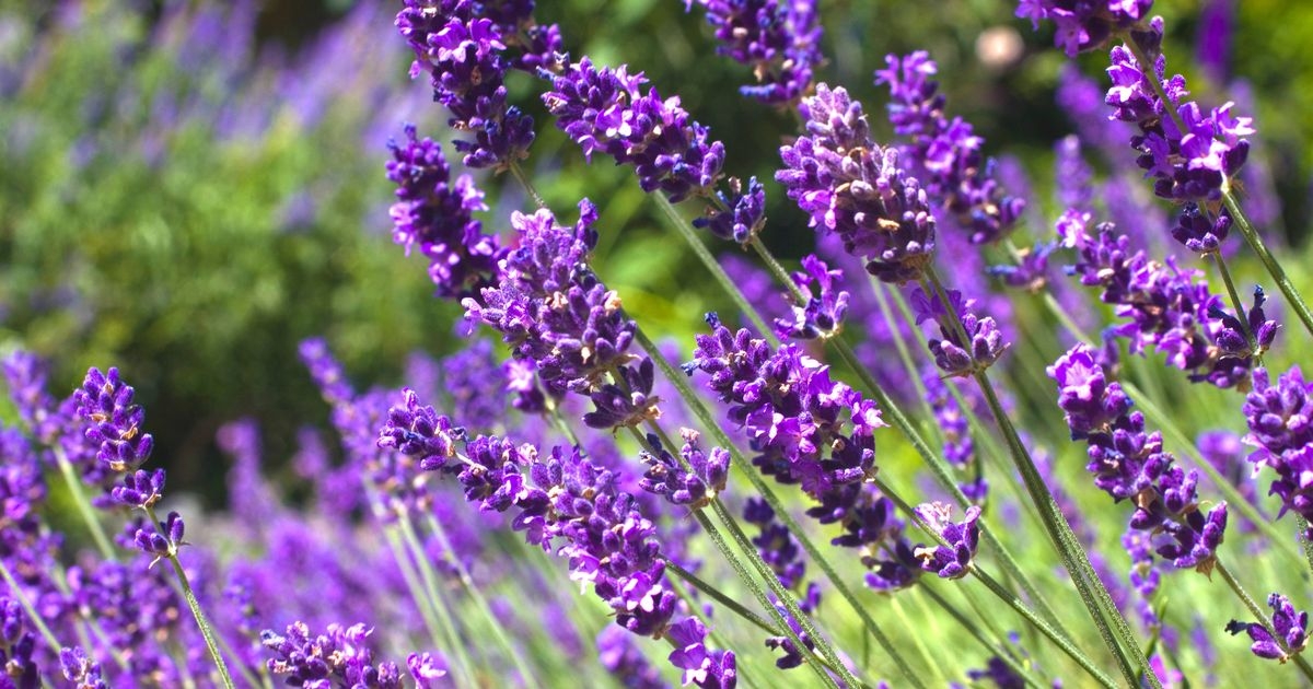 Lavender 'blooms brilliantly' if you avoid common watering mistake in summer