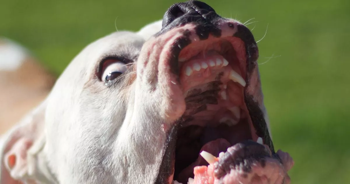 Dog rips into woman's face as she becomes 'human blanket' to shield niece, 4