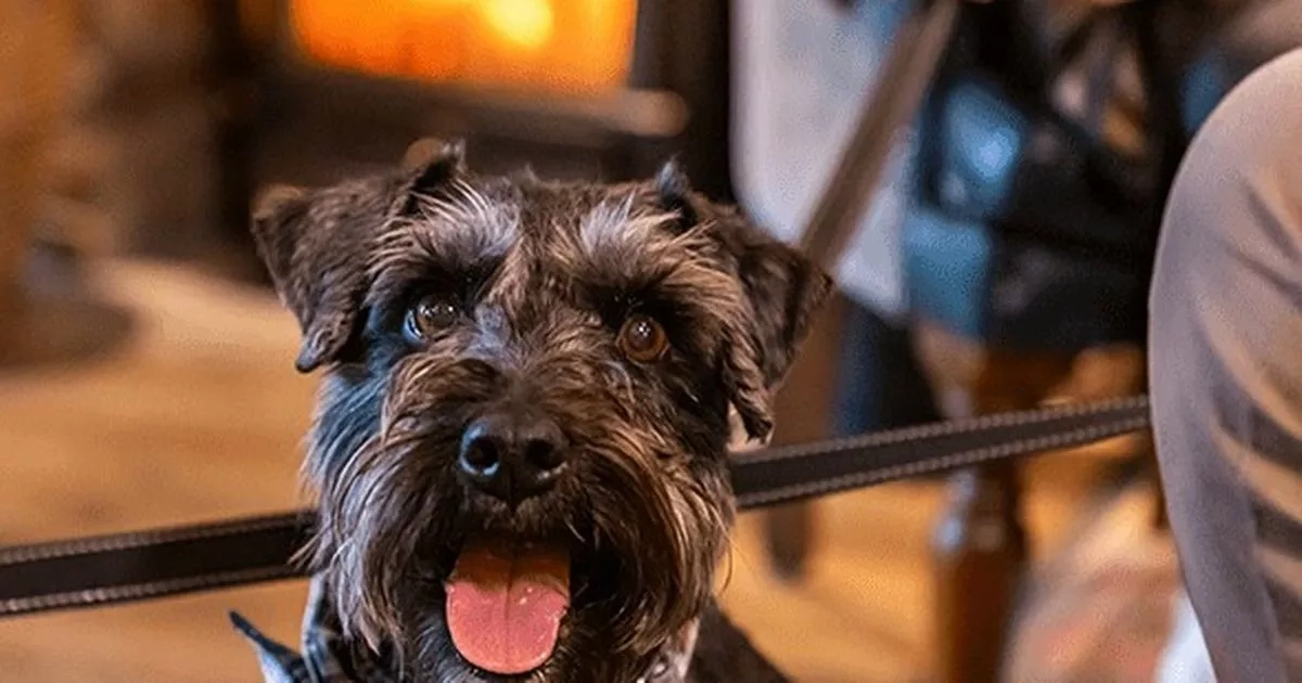 Pooch lovers can enjoy 'dog-friendly' dining with 3 courses for £30