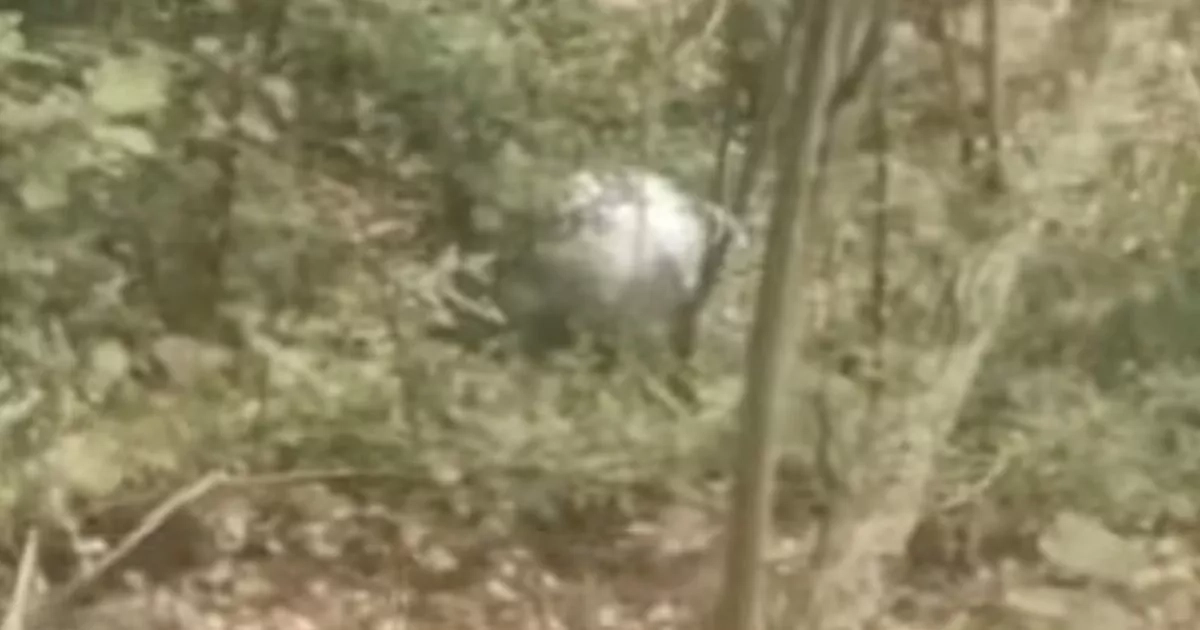 UFO sphere scientists uncover incredible features in ball 'that fell from space'