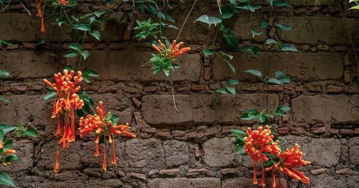 Gardeners told to cover fence with this beautiful fast growing climbing plant