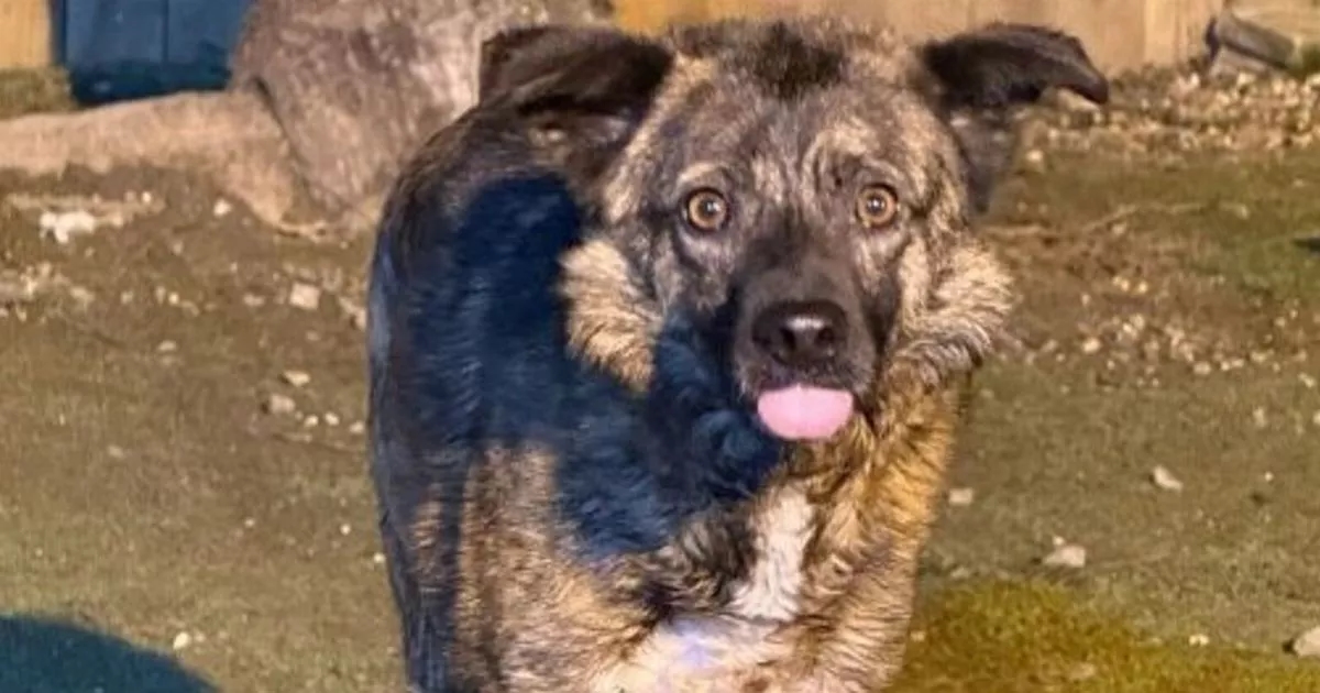 Dog so scared of humans he freezes up – but he just needs chance at happiness