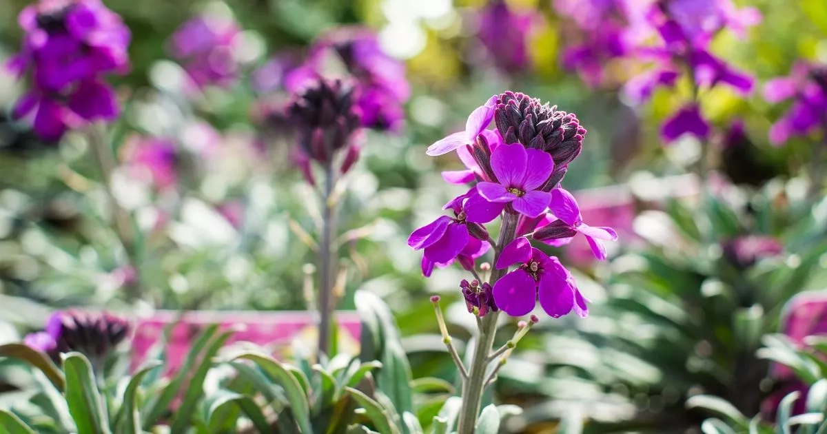 Gardening experts say there are 7 flowers you'll want to plant this autumn