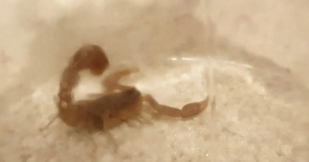 'I was watching TV at home when deadly African scorpion crawled past my feet'