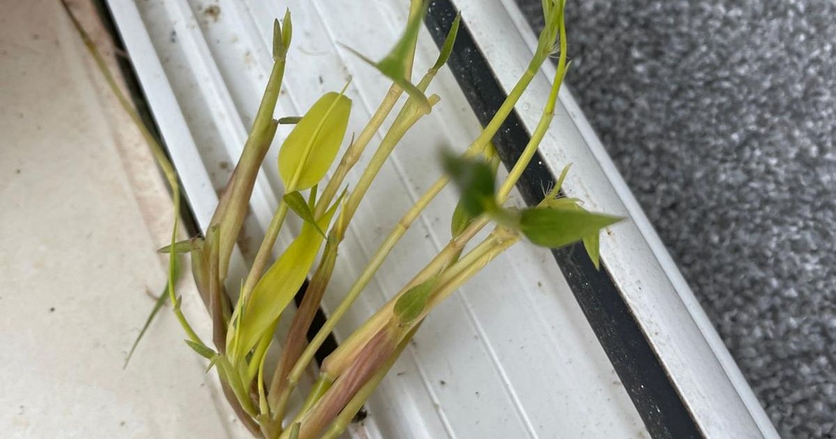 'My neighbour's bamboo forced me to demolish my conservatory'