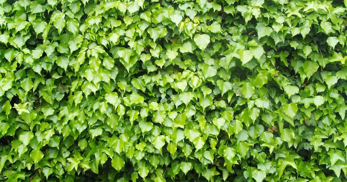 Gardener's three easy ways to kill ivy in your garden for good