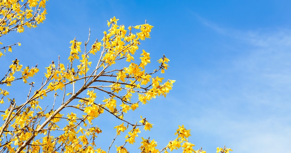 UK households told to prune 4 plants immediately but only after common sign