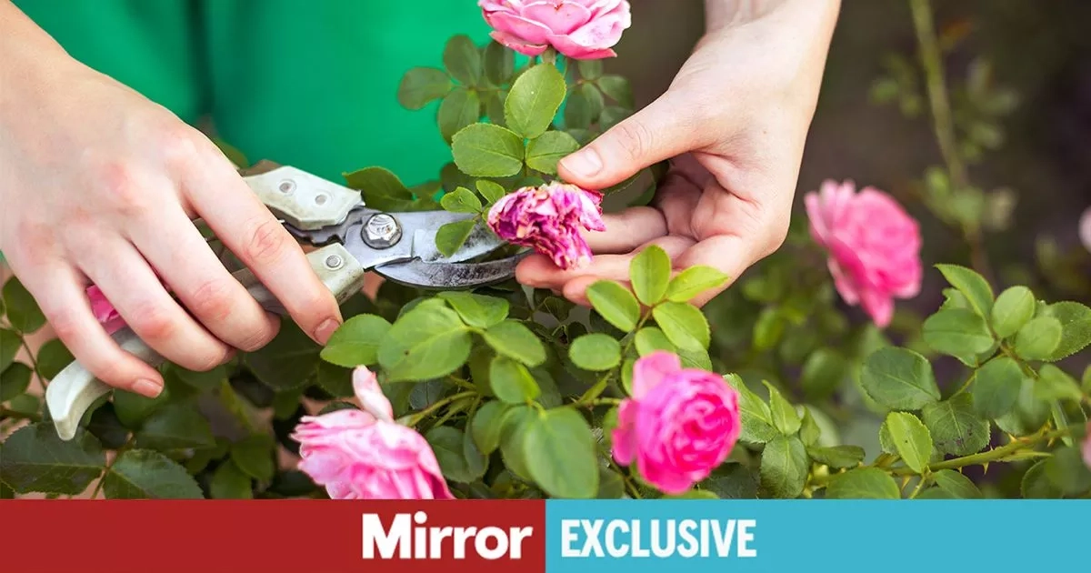 Warning to UK gardeners over mistake that stops beautiful flower blooming