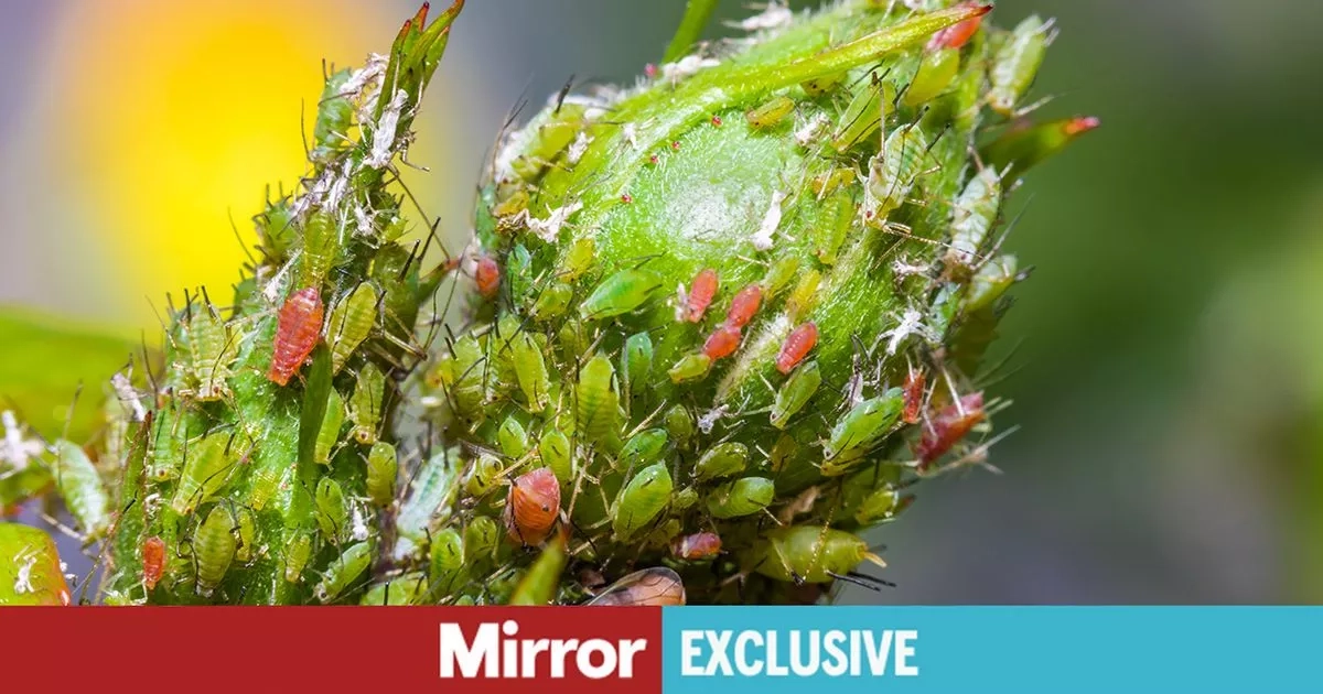 Gardeners issued urgent ladybird warning as insect loves particular flower