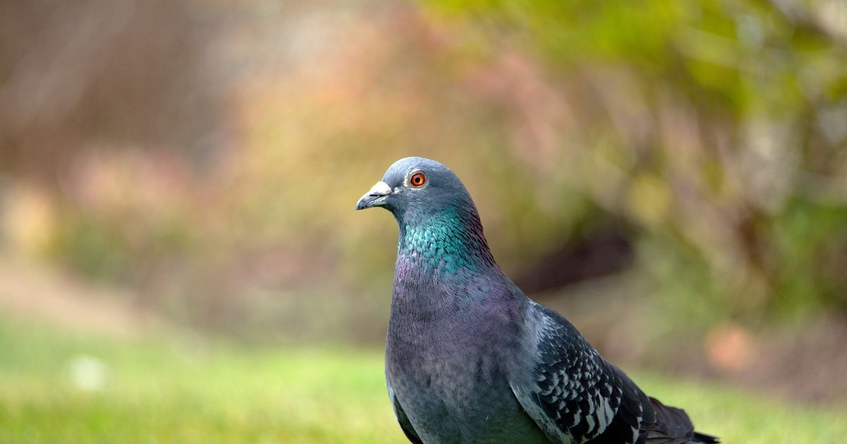 Pigeons won't go in your garden if you use one item they find 'offensive'