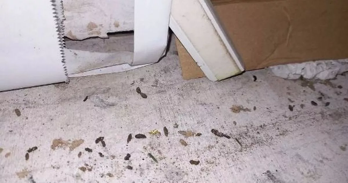 Dessert shop owner fined £12k after revolting find as soon as inspectors arrived