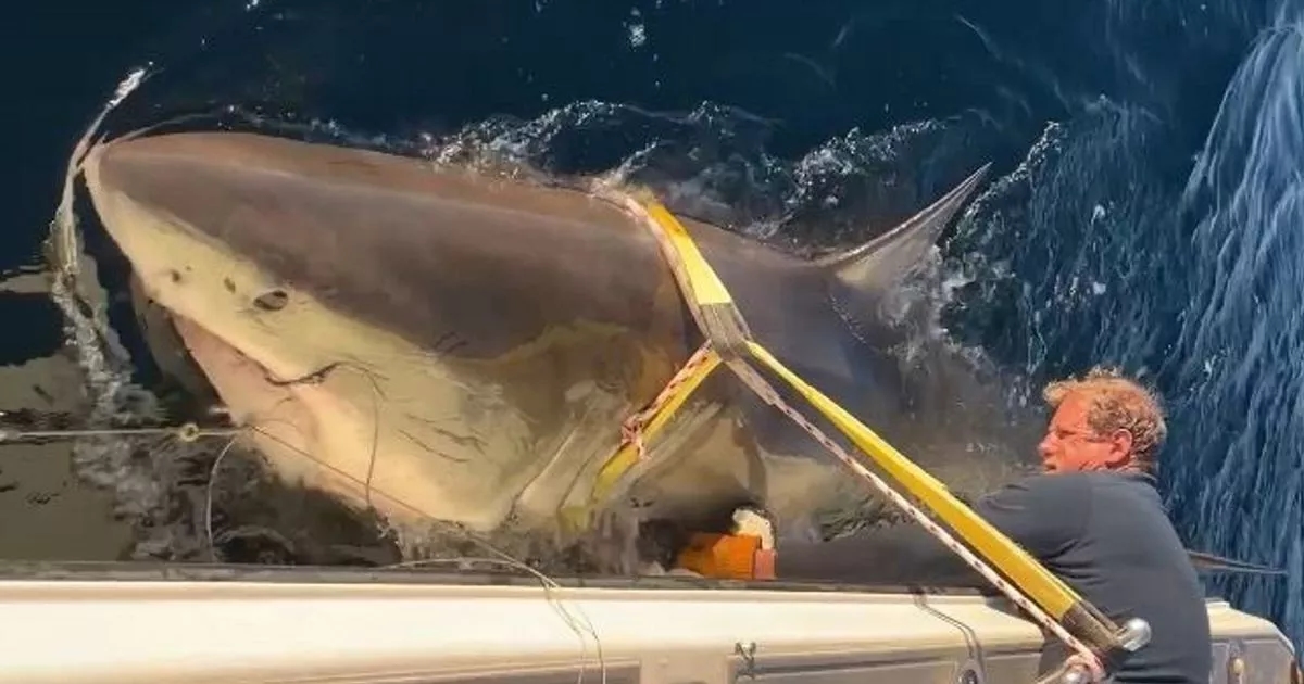 World's biggest great white shark heads for Martha's Vineyard beach in major tourist warning