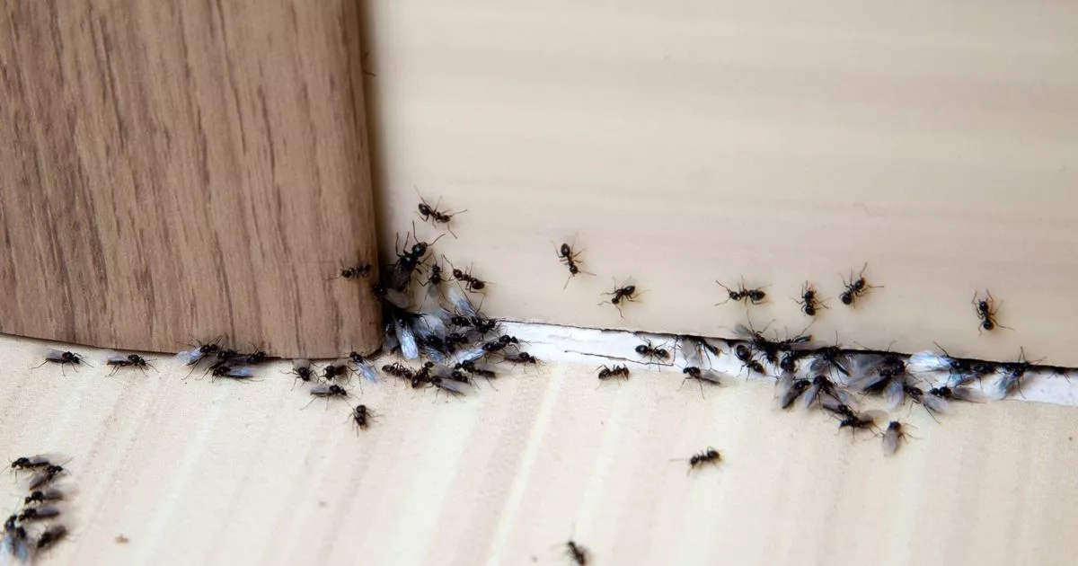 Gardener names 'cheap tip' to banish ants from your home and garden
