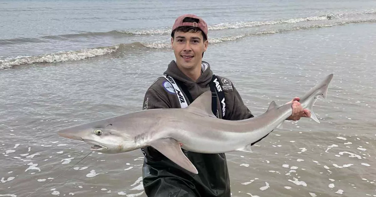 Endangered shark spotted in shallow waters off British beach