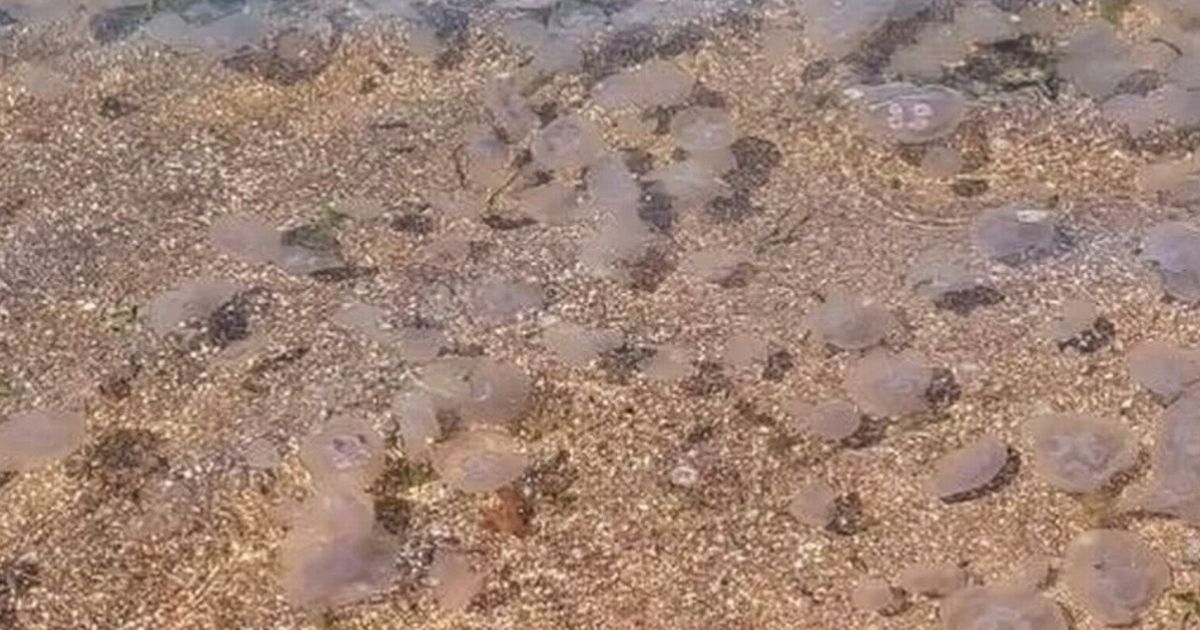 Swarms of 'alien jellyfish' invade UK beaches as temperatures soar amid heatwave