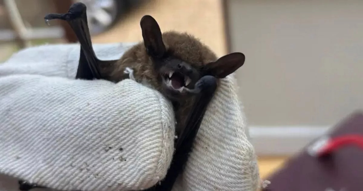 Bat with extremely rare rabies-causing virus found on UK island