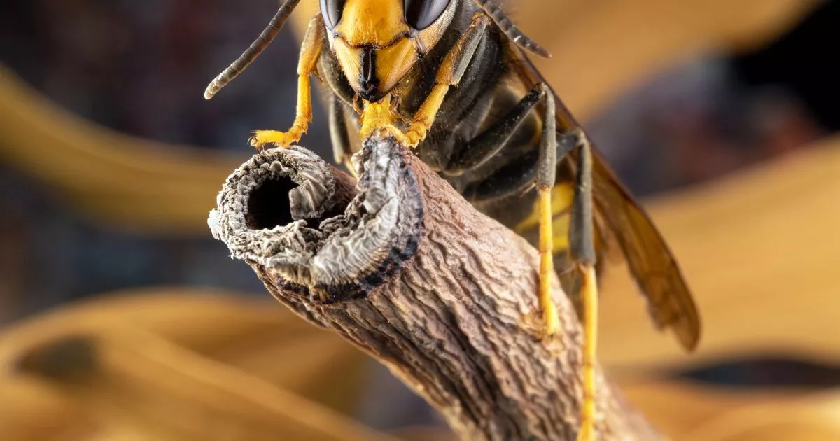 Gardeners urged to spray one item immediately as Asian hornets spotted in UK