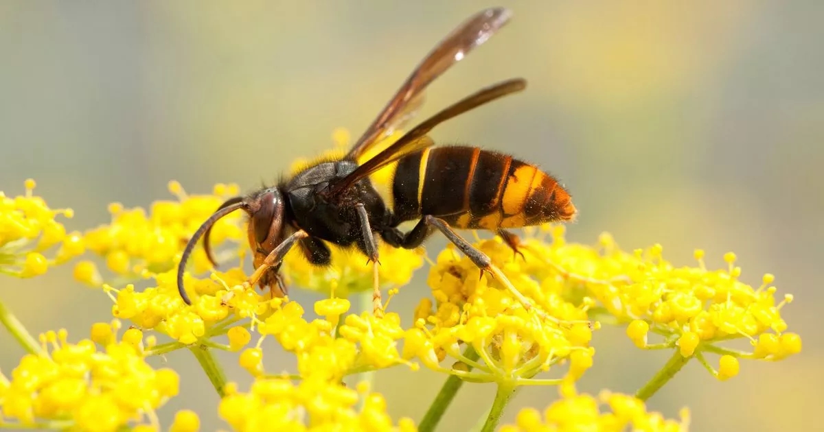 Asian hornets 'here to stay' how to keep them out of UK gardens