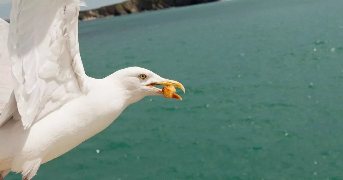 Feral seagulls 'close to killing a human' as stark warning issued to tourists