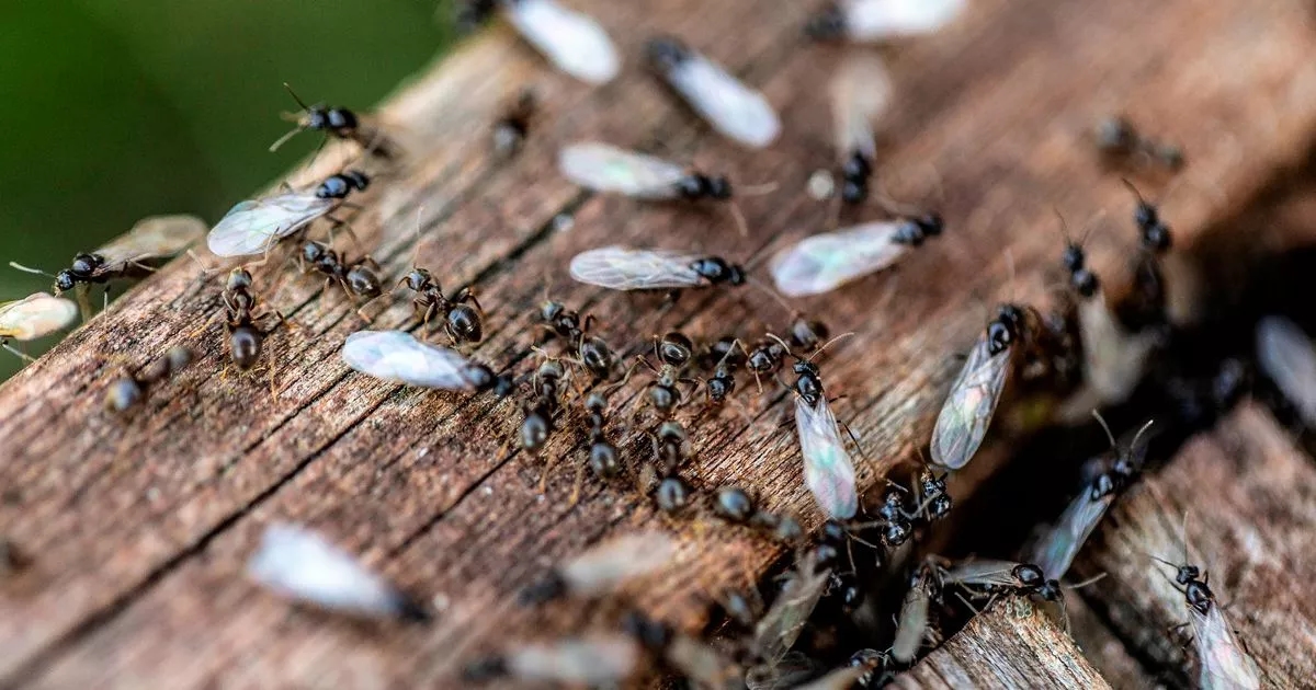 Brits urged to complete important window check now before flying ants swarm UK