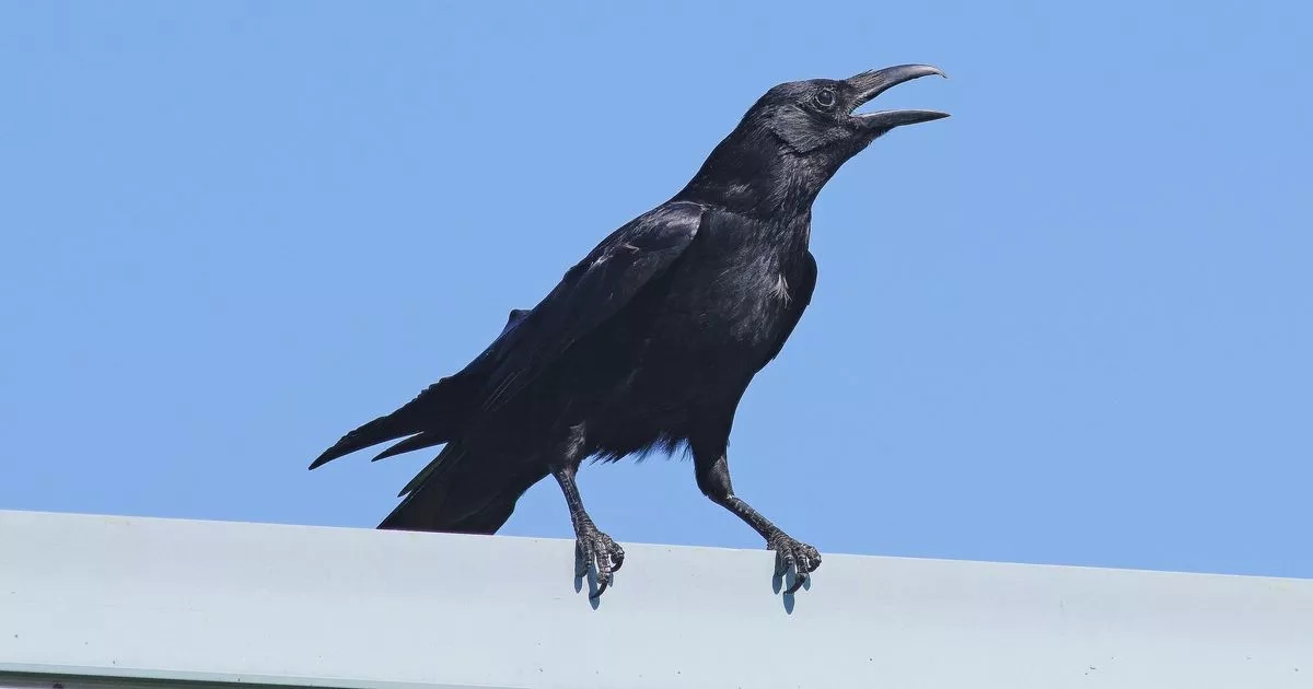 Families urged to take action if they see crows in garden this summer