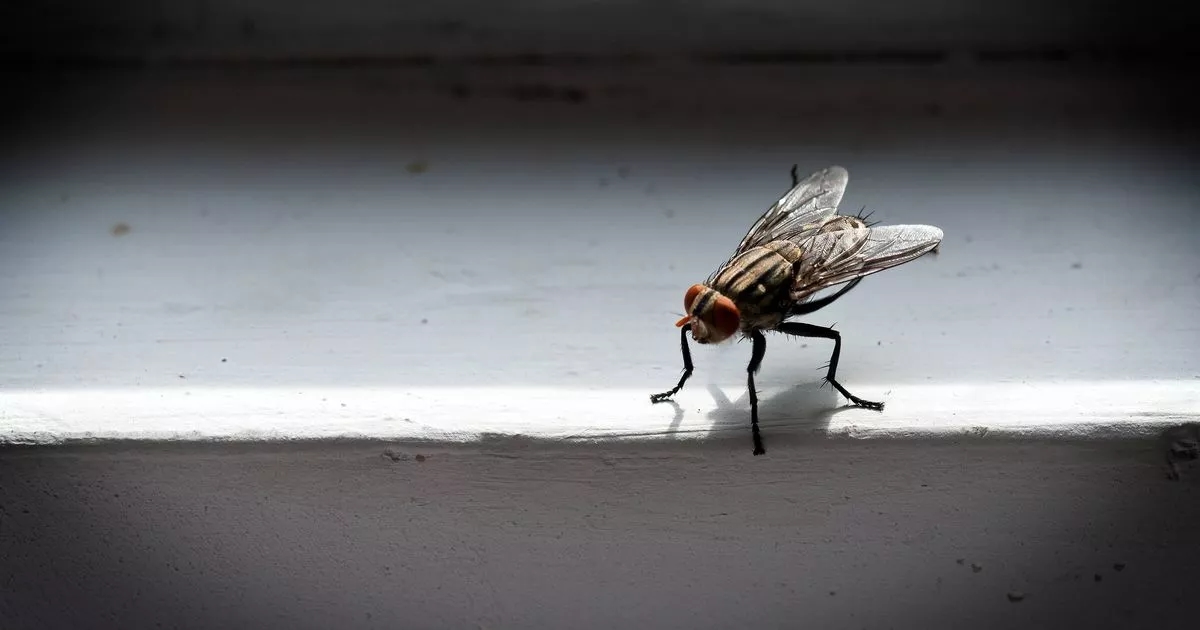 Get rid of flies from your home this summer with 2 ingredients 'they detest'