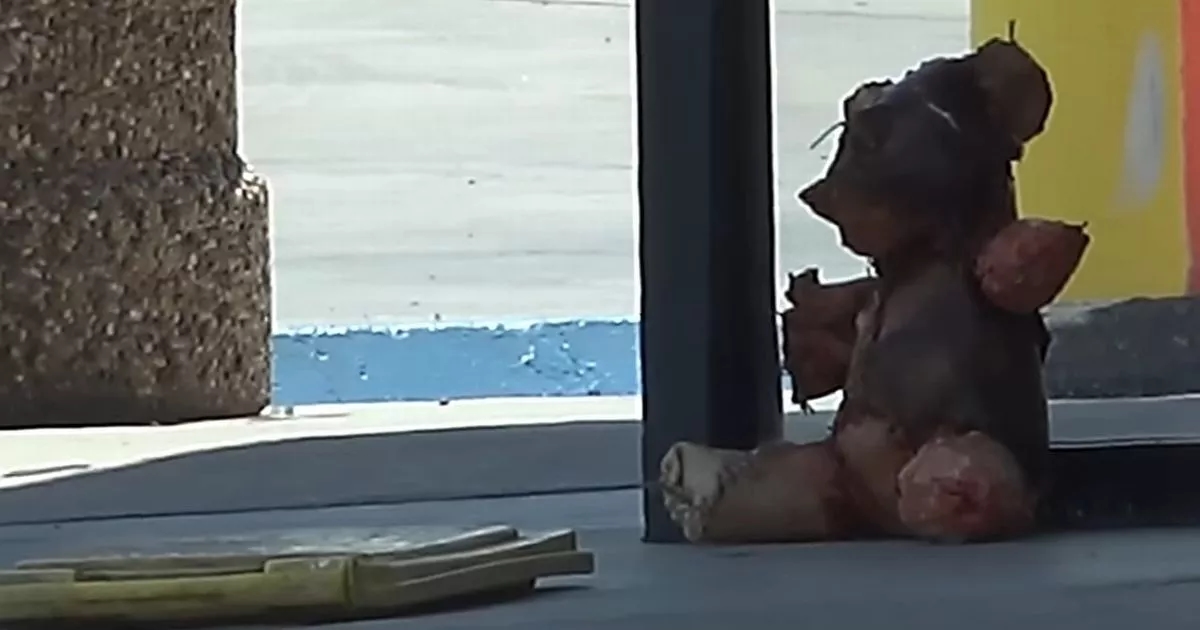 Terrifying teddy bear feared to be wrapped in human flesh left at petrol station