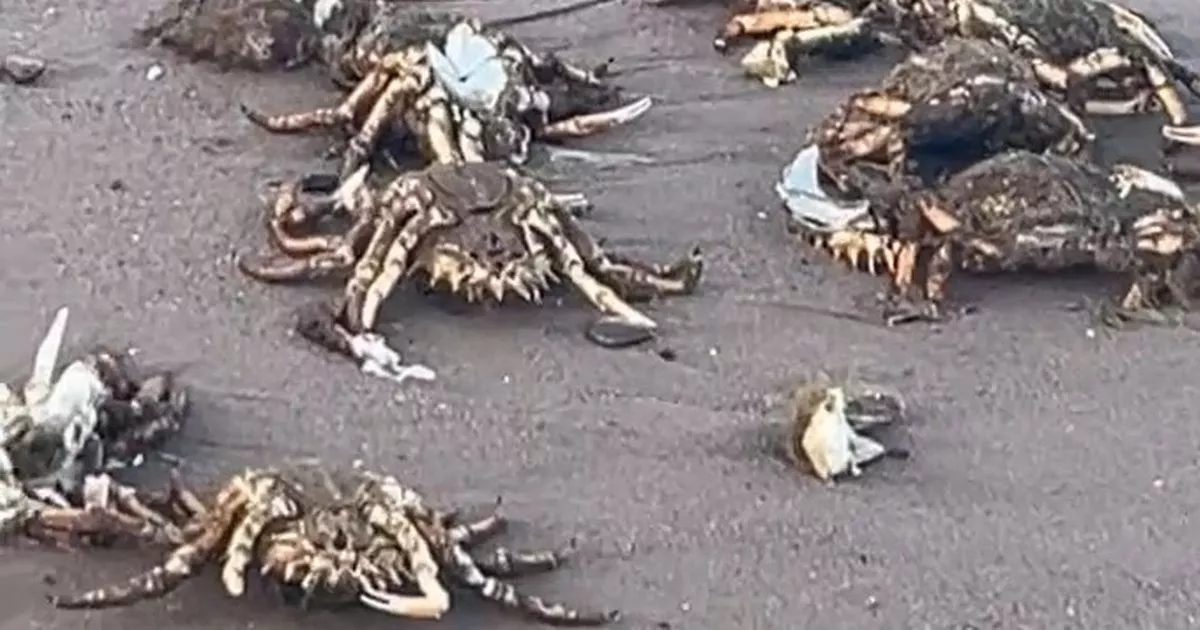 Man says 'why are they all dead' after unsettling find on UK beach