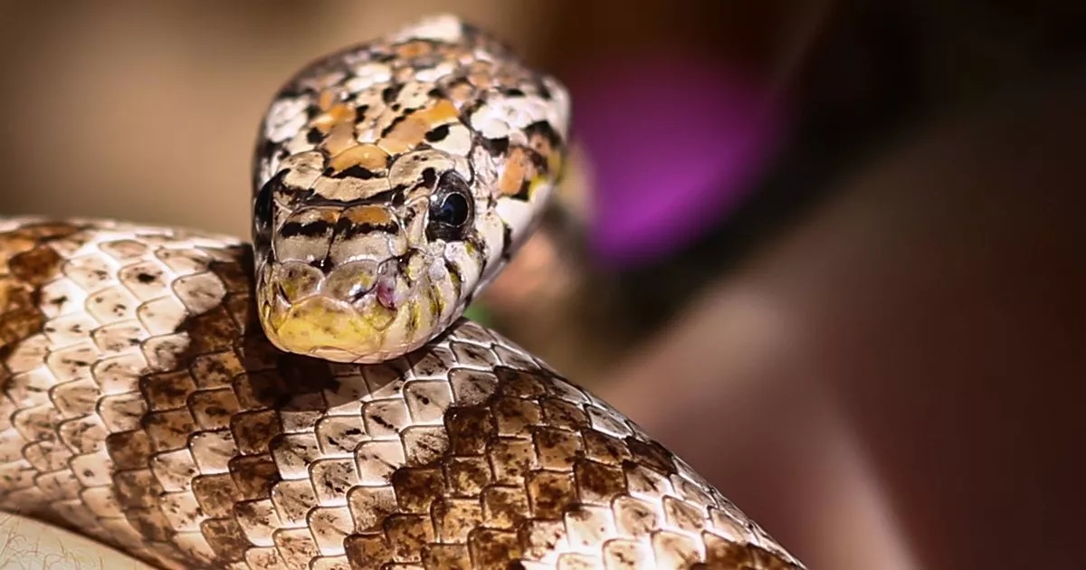 'Snakes are on the loose' as RSPCA issues new warning across the UK