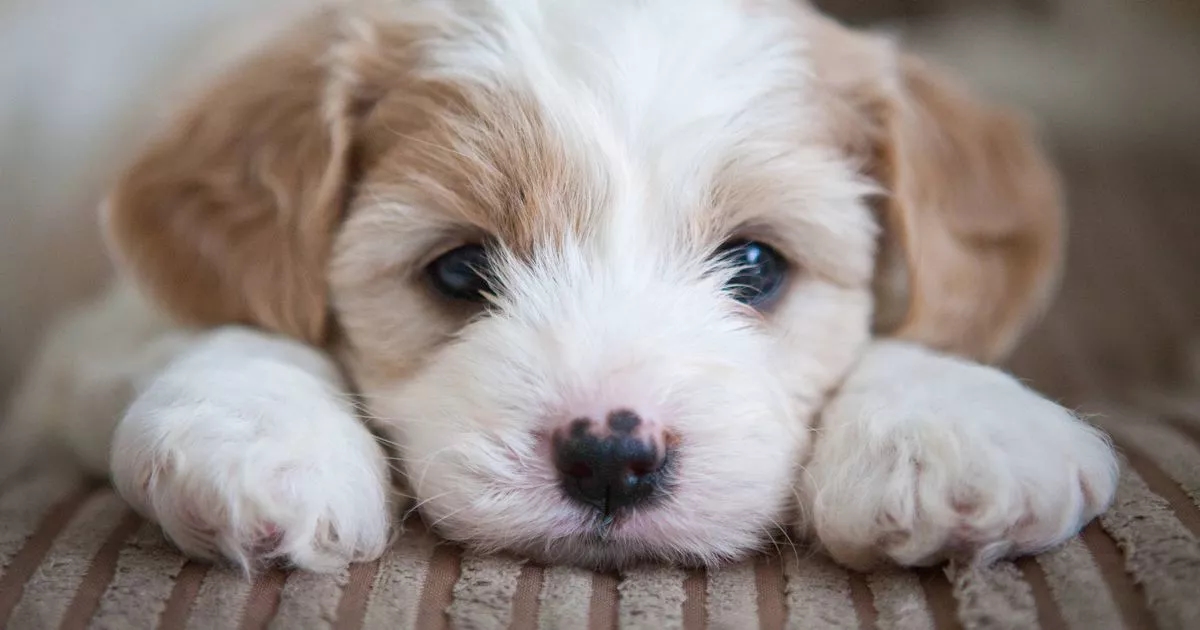 Pet owners issued urgent message if you shop online