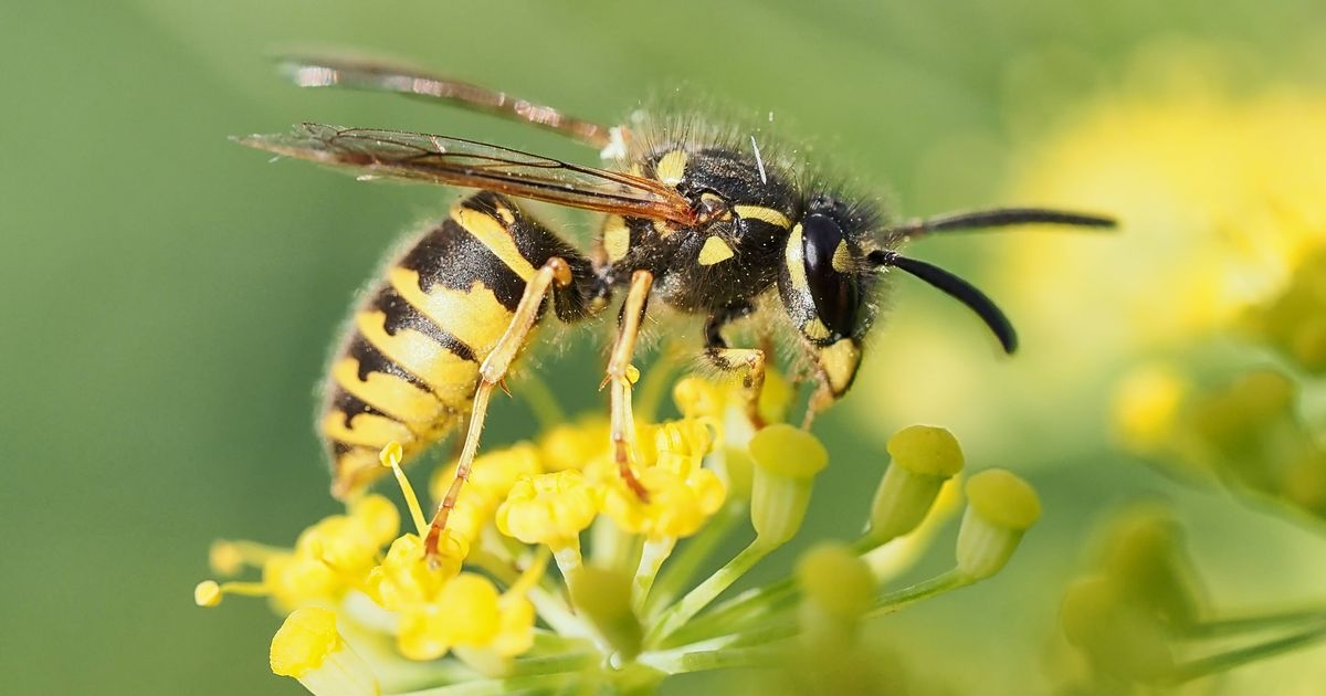 Brits facing UK invasion of 'murder wasps' as call-outs for help soar by 600%