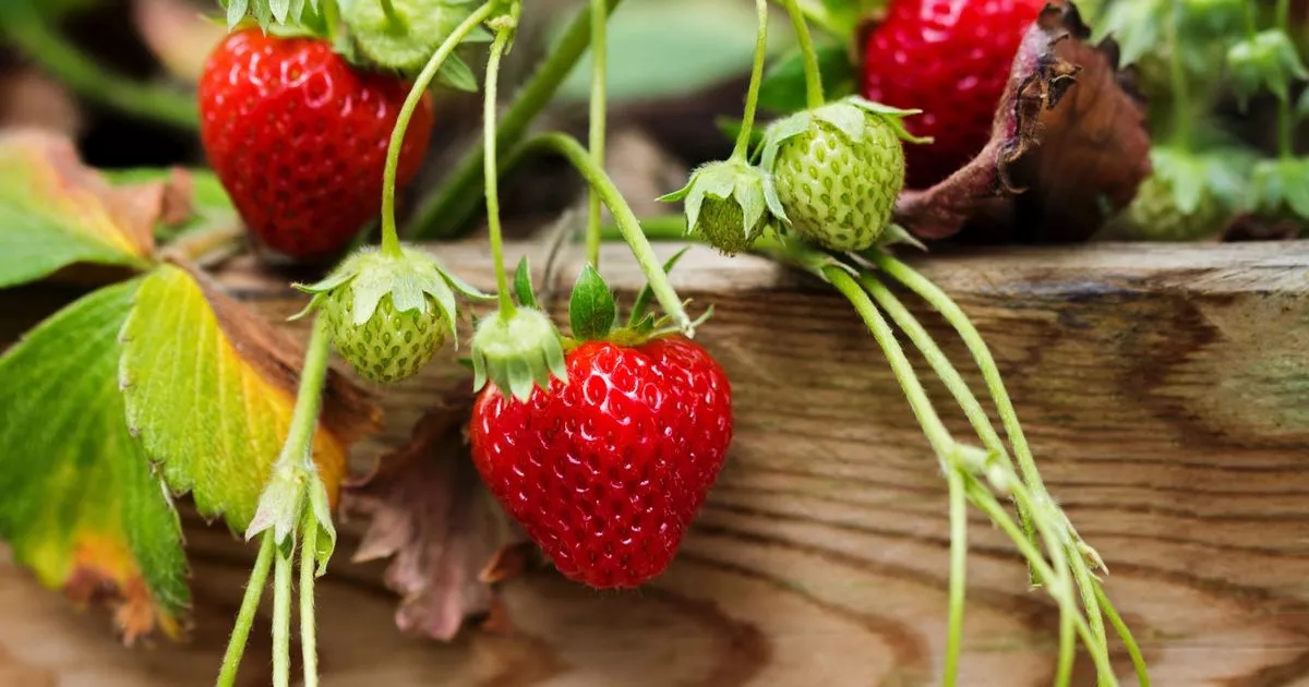 Gardeners with strawberry plants must do one unexpected thing in next few days