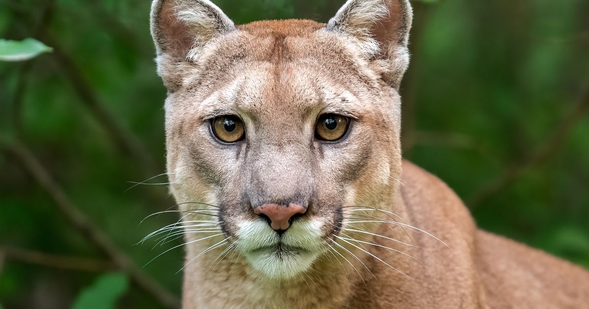 People left baffled after struggling to find wild animal hiding in forest