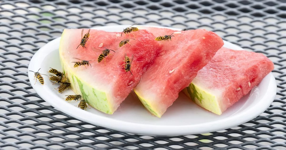‘Life saver' £13 hack keeps wasps away from your outdoor dining area and BBQs